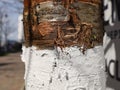 A close-up of a whitewashed tree trunk. Texture. Tree whitewashing. Springtime.