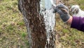 Close-up whitewashing an old apple tree with a brush. Limewash painted in trunk. Gardener protecting bark with white