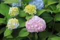 A close up of whitish pink and blue flowers and buds of Hydrangea macrophylla (bigleaf, lacecap, mophead hydrangea) Royalty Free Stock Photo