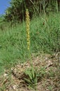 Aceras anthrophorum, Man Orchid plant with flower stems