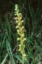 close up of the Aceras anthrophorum, Man Orchid plant with flower stems