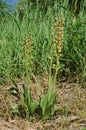 Aceras anthrophorum, Man Orchid plant with flower stems