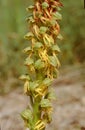 close up of the pedicil with flowers of the Aceras anthrophorum, Man Orchid plant