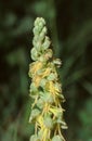 close up of a pedicil with flowers of the Aceras anthrophorum, Man Orchid plant