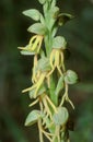 close up of the pedicil with flowers of the Aceras anthrophorum, Man Orchid plant