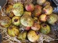 Close up of whole sweet pomegranate fruits Punica granatum. Aerial view of fleshy pomegranates on straw background and cardboard Royalty Free Stock Photo