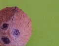 Close-up of a whole tropical fruit coconut Royalty Free Stock Photo