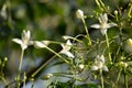 Whtie flower Indian cork tree and green leaf background