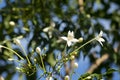 Whtie flower Indian cork tree and green leaf background