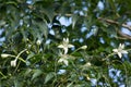 Whtie flower Indian cork tree and green leaf background