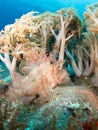 Weedy scorpionfish