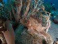 Weedy scorpionfish