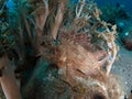 Weedy scorpionfish