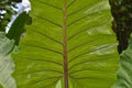 Close Up Wide Leaf Veins Texture Of Alocasia Macrorrhiza Or Giant Taro Plant Royalty Free Stock Photo