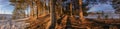 Close up wide panorama of pine tree forest on small hill illuminated by Sunset. Frozen icy lake from both sides with heavy dark Royalty Free Stock Photo