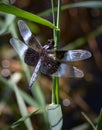 Close up of a Widow Skimmer dragonfly holding to a slender branch against a blurred natural background