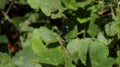 Close up of a Widow skimmer dragonfly looking up Royalty Free Stock Photo