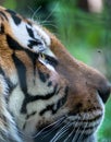 Close up wih a tiger`s head. Confrontation between a tiger and a fly or insect Royalty Free Stock Photo