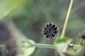 Close-up of wild Abutilon seeds Royalty Free Stock Photo