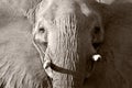 Close up of a Wild African Elephant Royalty Free Stock Photo