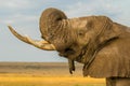 Close-up of wild African savanna elephant from Kenya.