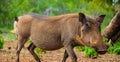 Close up of a wild African Warthog Royalty Free Stock Photo