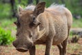 Close up of a wild African Warthog Royalty Free Stock Photo