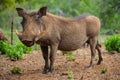 Close up of a wild African Warthog Royalty Free Stock Photo