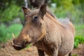 Close up of a wild African Warthog Royalty Free Stock Photo