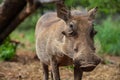 Close up of a wild African Warthog Royalty Free Stock Photo