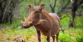 Close up of a wild African Warthog