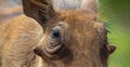 Close up of a wild African Warthog Royalty Free Stock Photo