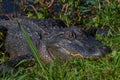 Close up of a Wild Alligator Lurking in Elm Lake, Brazos Bend Royalty Free Stock Photo