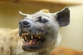 Close up of wild angry roaring grinning laughing hyena, stuffed animal