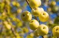 Close-up of wild apple tree, yellow small apples in August Royalty Free Stock Photo