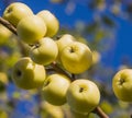 Close-up of wild apple tree, yellow small apples in August