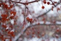 Close up of wild apples on the tree covered by snow. Royalty Free Stock Photo