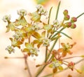 Close up of wild Asclepias verticillata, the whorled milkweed