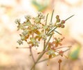 Close up of wild Asclepias verticillata, the whorled milkweed, eastern whorled milkweed, in Sandhills