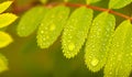 Close-up of wild ash leaf after rain Royalty Free Stock Photo