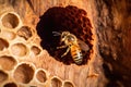 close-up of wild bee on honeycomb in tree hollow