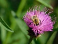 Close-up of a wild bee on a pink flower Royalty Free Stock Photo