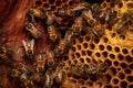 close-up of wild bees on honeycomb in tree hollow