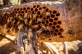 close-up of wild bees on honeycomb in a tree hollow