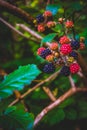 Close Up of Wild Blackberries Growing in a Forest Royalty Free Stock Photo