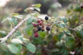 Close up of a Wild blackberry plant with ripe fruits, soft focus and bokeh in the background Royalty Free Stock Photo