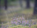 Close-up of wild bloomin pink heather in forest. Beautiful nature. Royalty Free Stock Photo