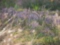 Close-up of wild bloomin pink heather in forest. Beautiful nature. Royalty Free Stock Photo