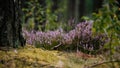Close-up of wild bloomin pink heather in forest. Beautiful nature. Royalty Free Stock Photo