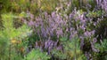 Close-up of wild bloomin pink heather in forest. Beautiful nature. Royalty Free Stock Photo